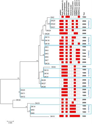 Molecular Epidemiology of Photobacterium damselae subsp. damselae Outbreaks in Marine Rainbow Trout Farms Reveals Extensive Horizontal Gene Transfer and High Genetic Diversity